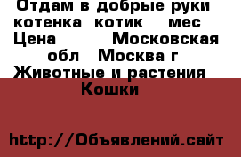 Отдам в добрые руки  котенка (котик) 2 мес. › Цена ­ 100 - Московская обл., Москва г. Животные и растения » Кошки   